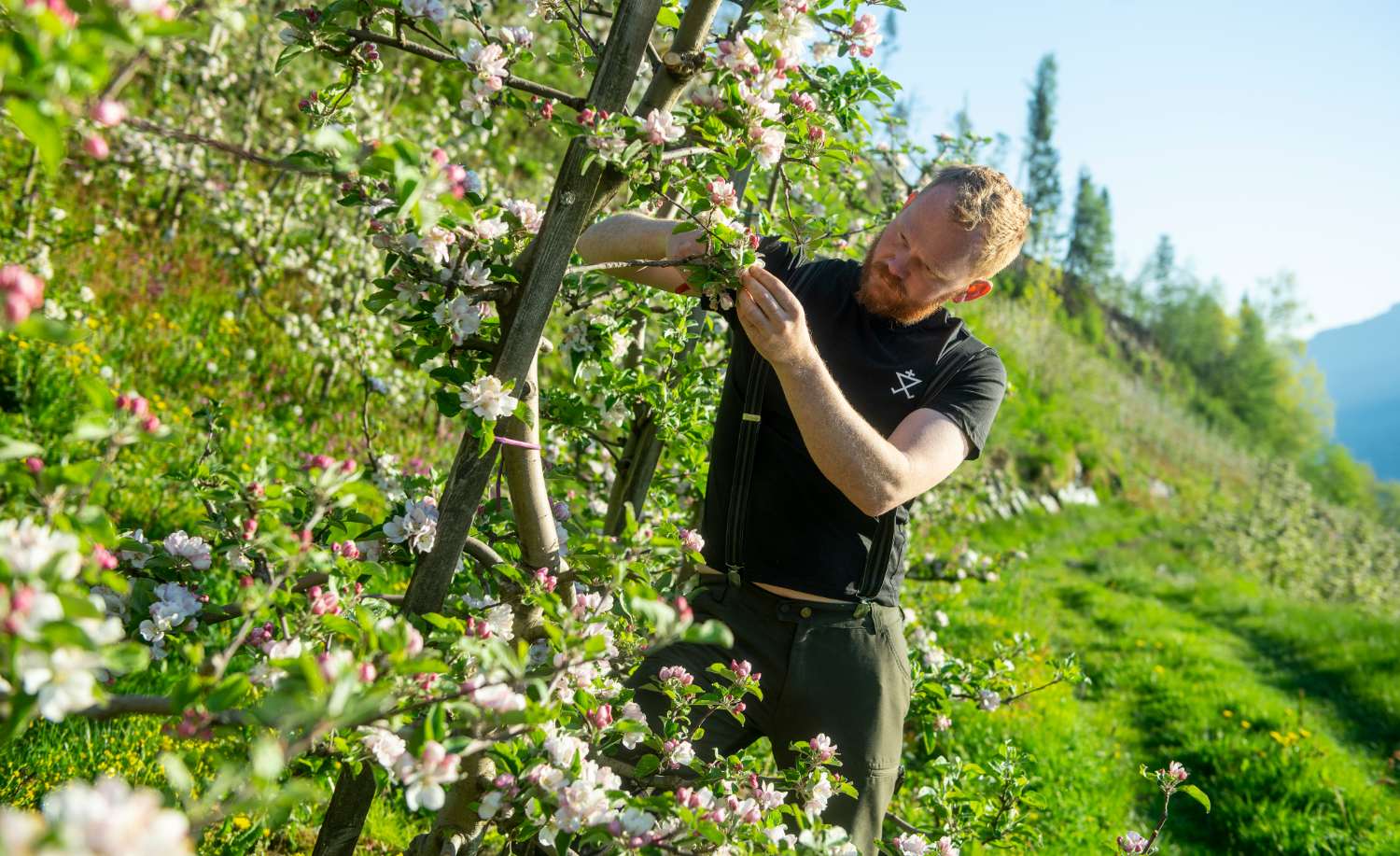 Norwegische Äpfel von Hardanger - obstfarm