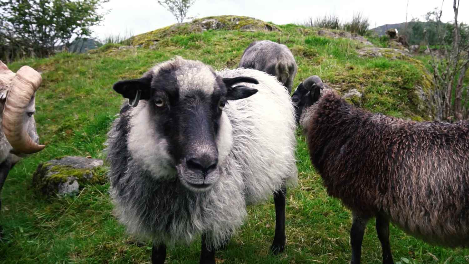 Bergen delicacy - Old Norse sheep