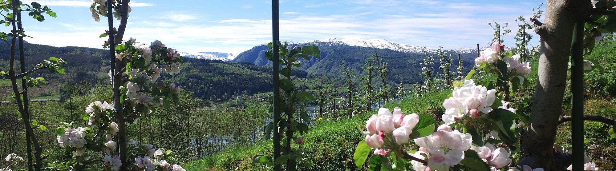 Apple blossoming in Hardanger