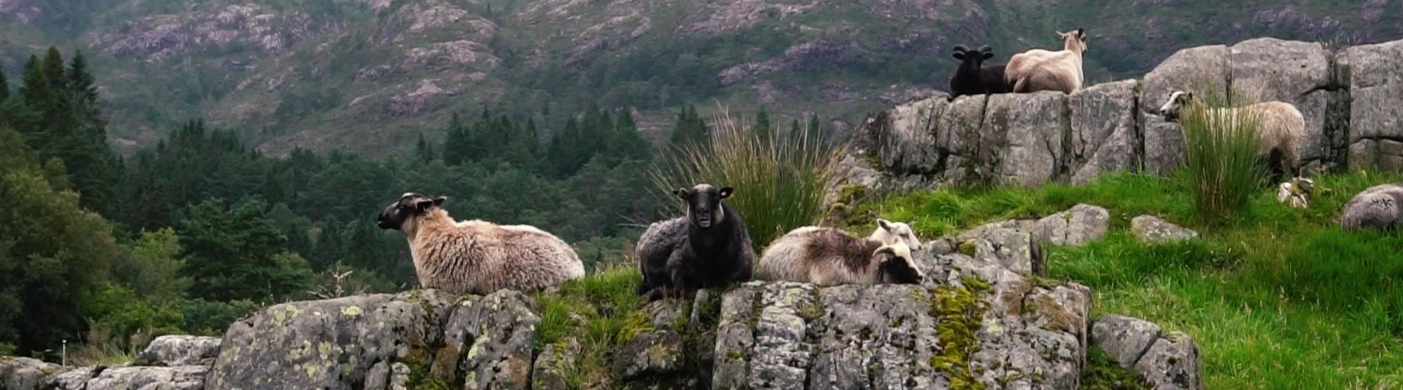 Wildschaf – eine lokale Delikatesse aus Westnorwegen