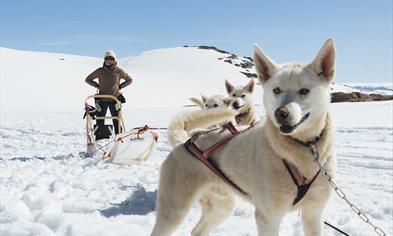 Folgefonna Husky Camp