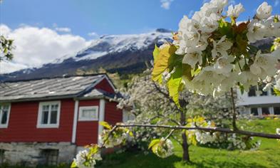Blossoming in Hardanger