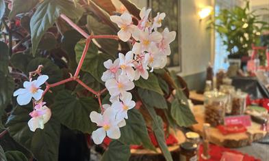 Utstilling Julens botanikk på Arboretet, Milde