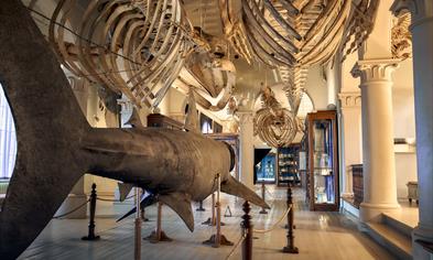 The University Museum of Bergen