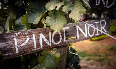 Tysk Pinot Noir