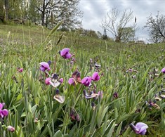 Familiesøndag - Botanikk: våre fantastiske planter!