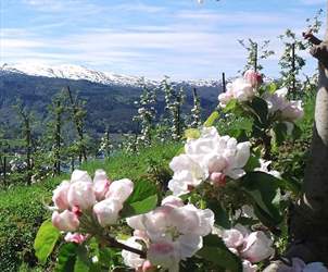 Blüte in Hardanger|