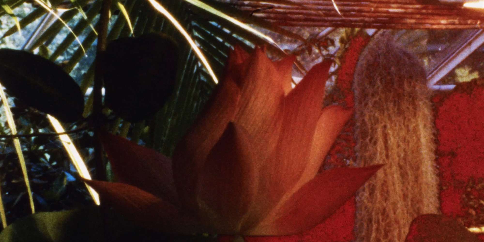 A Gastronomic Journey to the Secret Life of Plants