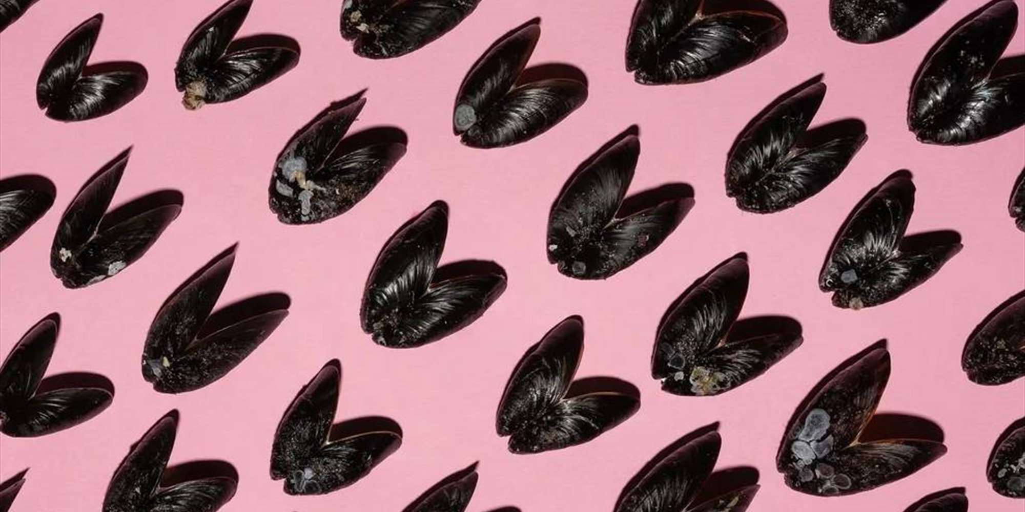 OCEAN FULL MOON / Bio Talk