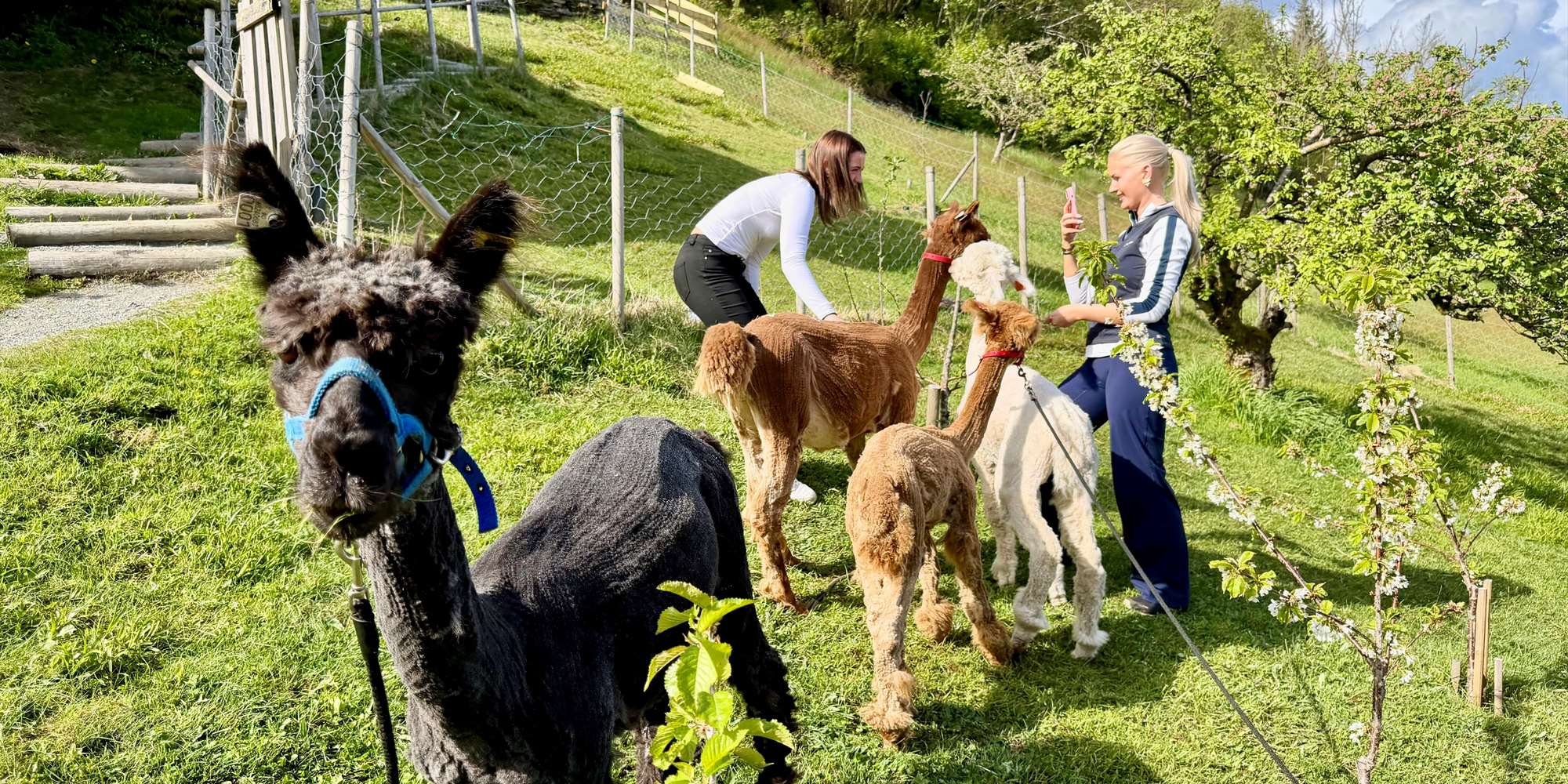 Alpaca walks