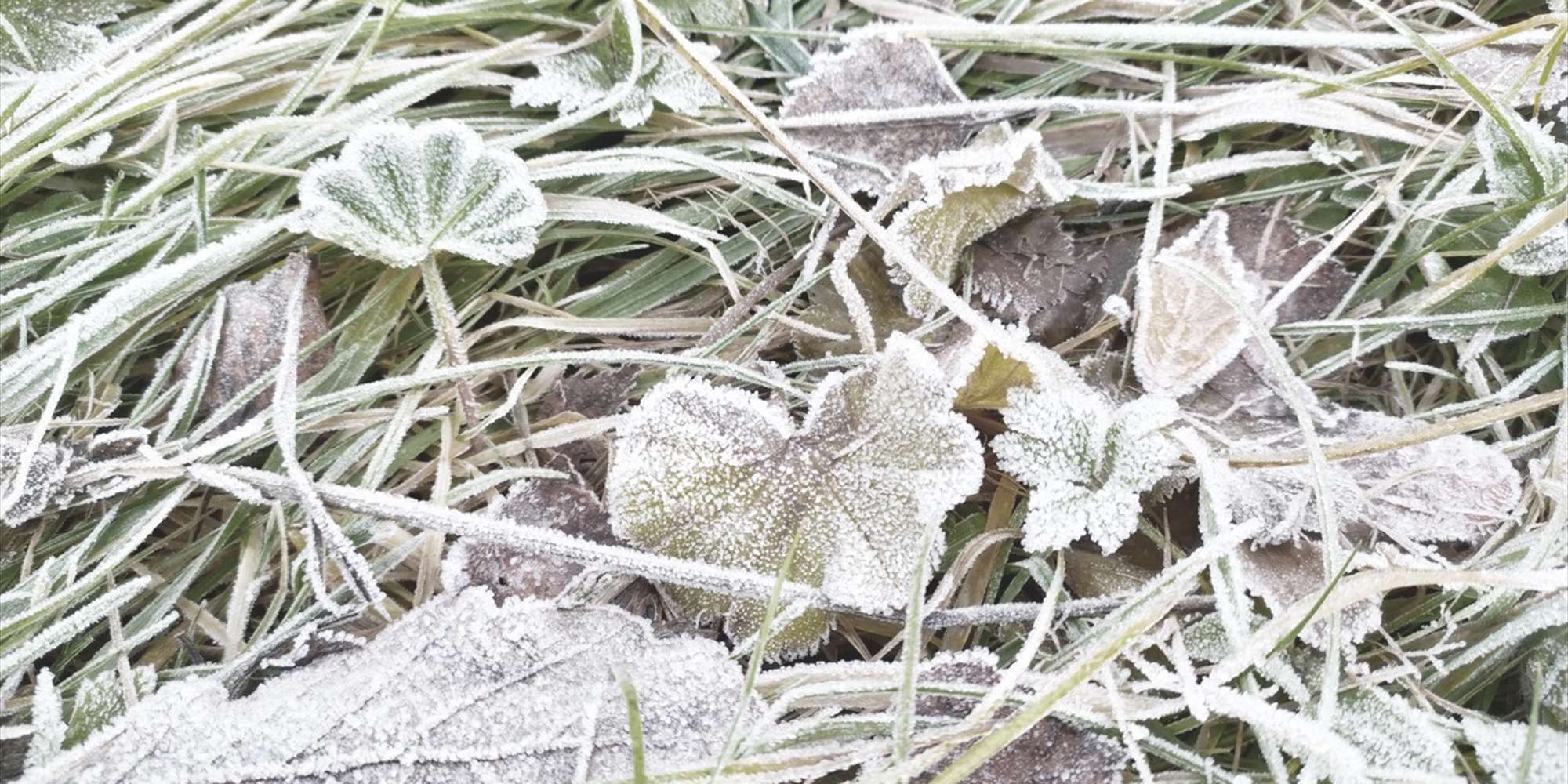 Frost