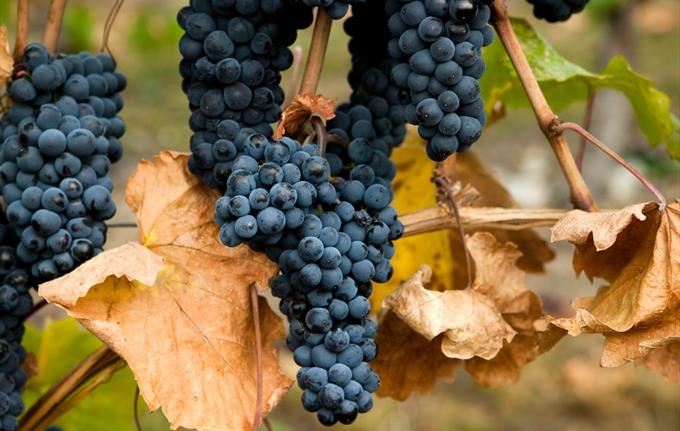 Beaujolais
