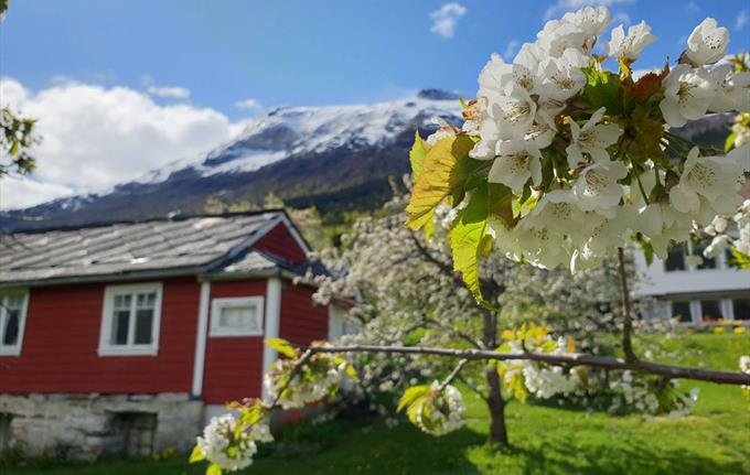 Blossoming in Hardanger
