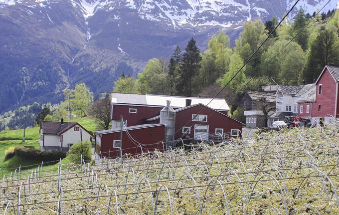 Guided cider tour along the Hardangerfjord