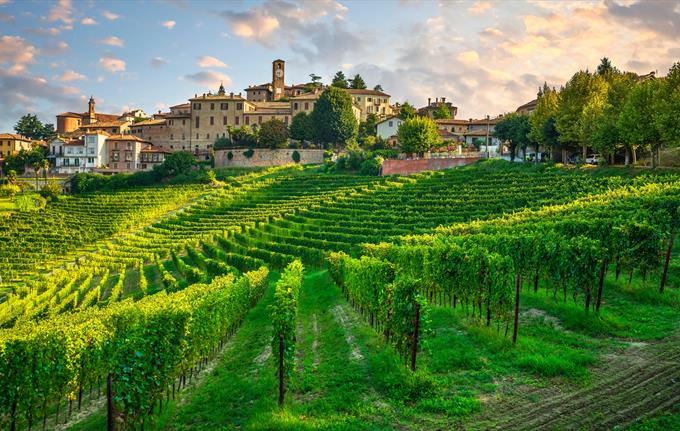 Solo Nebbiolo