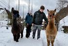 Johanssons alpaca adventure
