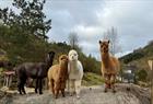 Alpaca walks