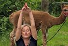 Alpakkayoga
