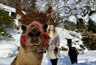 Johanssons alpaca adventure