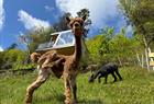 Alpaca walks