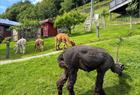 Alpaca walks