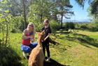 Alpaca walks