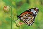 Butterfly/Common Tiger (Danaus Genutia Genutia).