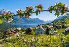 Fruitgarden in Hardanger