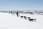Folgefonna Husky Camp