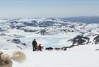 Folgefonna Husky Camp