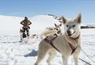 Folgefonna Husky Camp