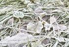 Frost