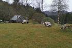 Sheep at Gripen Gard