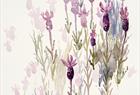 Lavender in watercolor