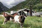 Goats at the Norwegian Nature Center in Hardanger