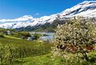 Blooming fruit garden in Hardanger