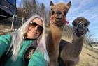 Johanssons alpaca adventure