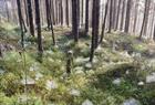 Guided mountain hike in Bergen including lunch