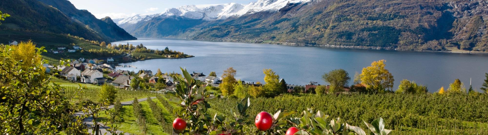 Äpfel aus Hardanger - Norwegens beste