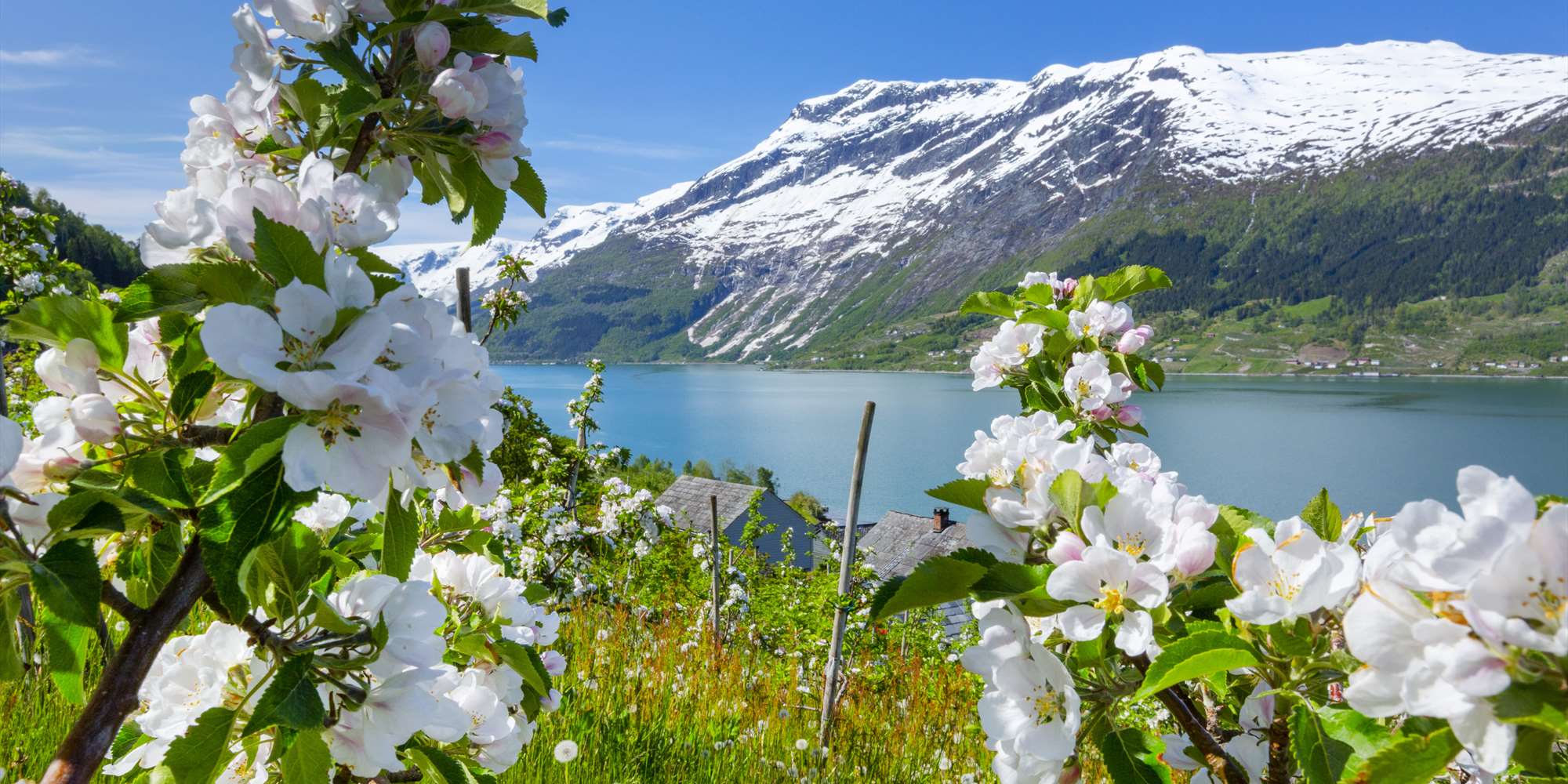 Flowering fruit trees along the Hardangerfjord Flowering fruit trees along the Hardangerfjord