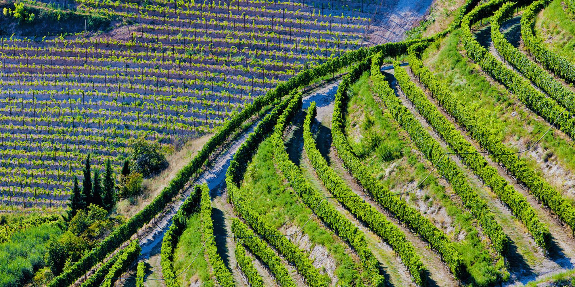 Sicilias Vingull Sicilias Vingull